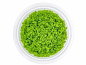 Preview: Kuba-Perlkraut - Hemianthus callitrichoides 'Cuba' in vitro -